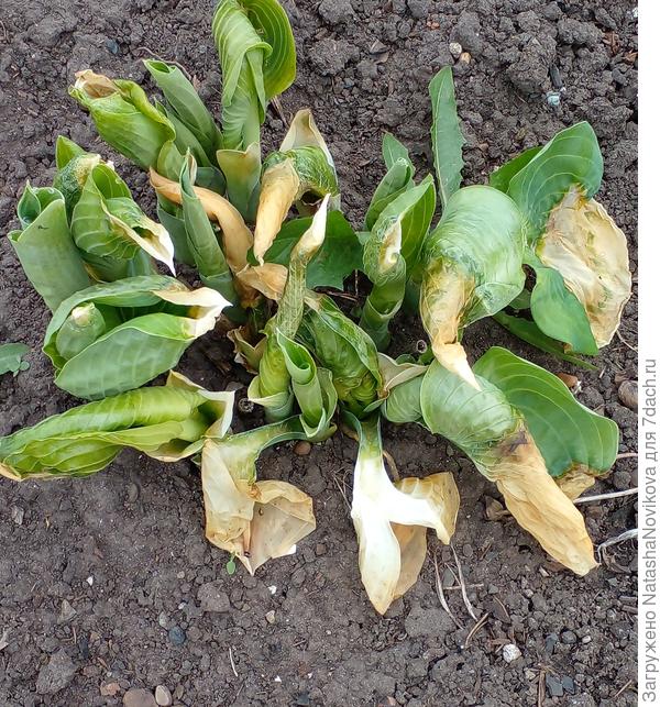 накрывать буду на ночь