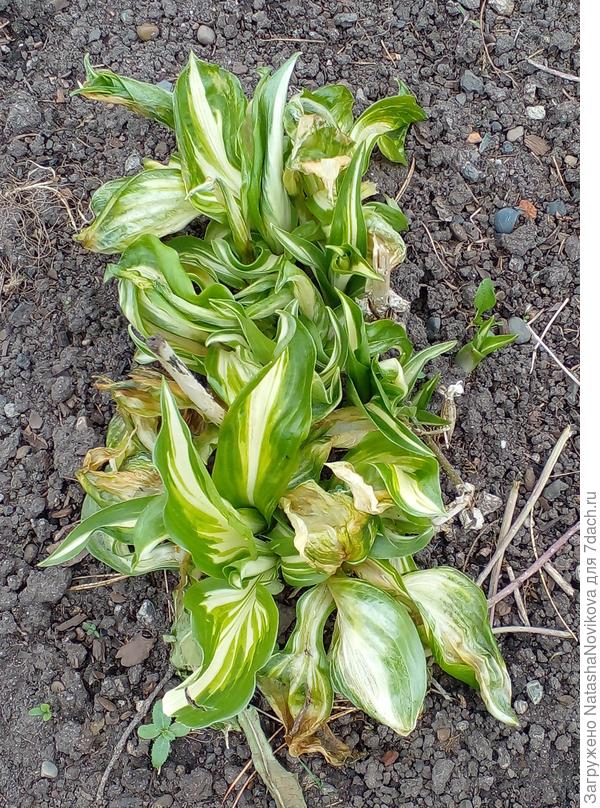 на ночь хорошо пролью