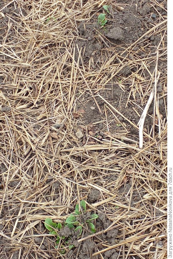 ветер сушит почву и всё раздувает