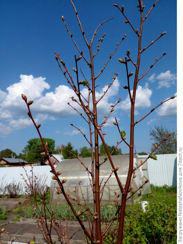 а сегодня листики)) попьём чайку, однако, скоро