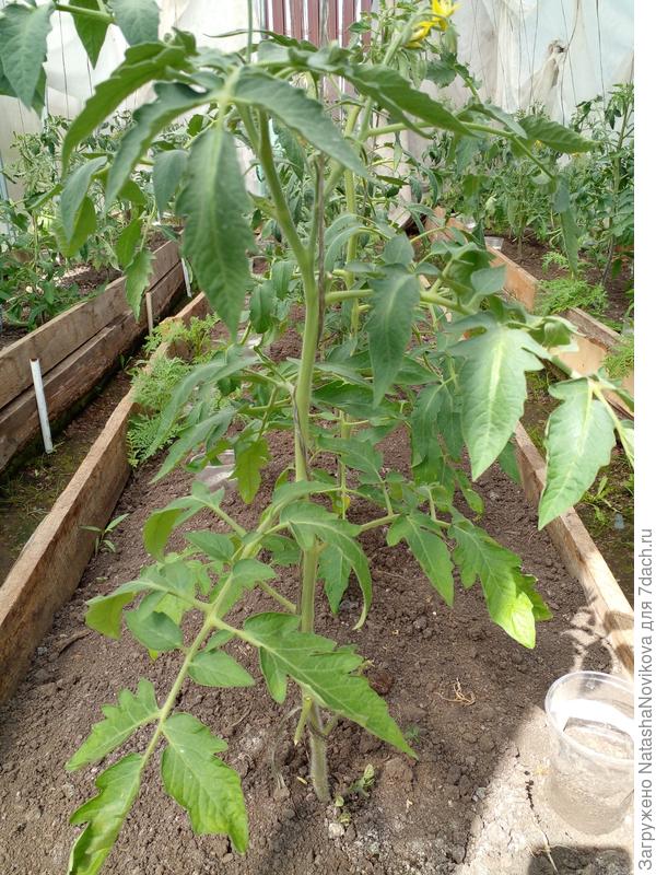 семь листов растут и над ними две верхушки