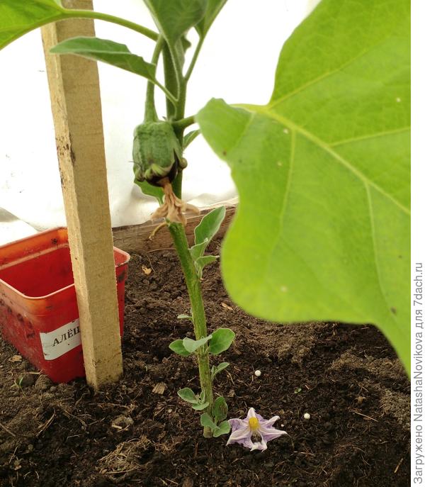 и баклажанчик завязался )) пусть у нас у всех всё получится))