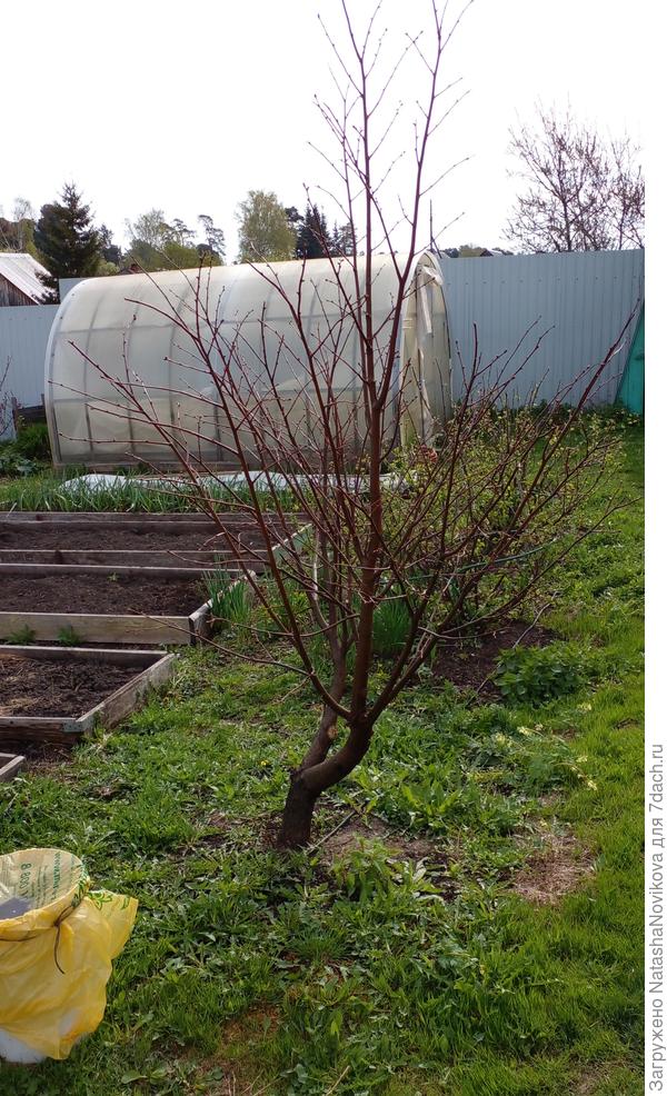 вот такая стояла липка, грустная и печальная