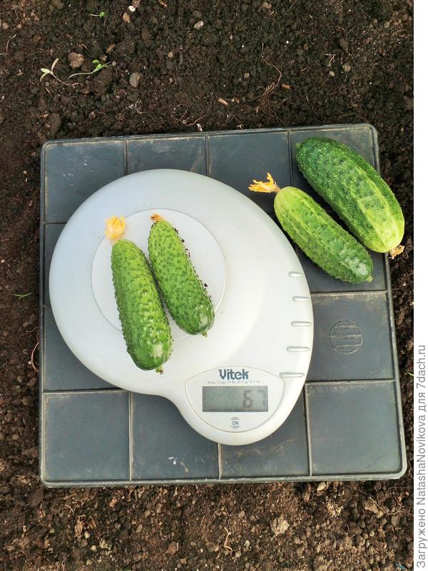 вкусные и сочные