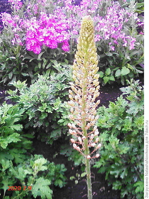 в год посадки цвёл