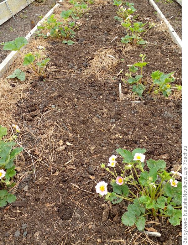 ягодка цветёт