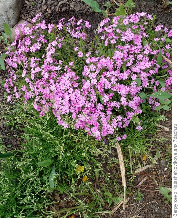 этот коврик самостоятельно образовался