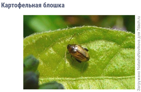 точь в точь как у нас, теперь нужно всю картошку проверить