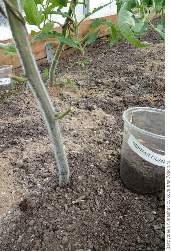 а у &quot;черной галактики&quot; фиолетовый низ ствола((