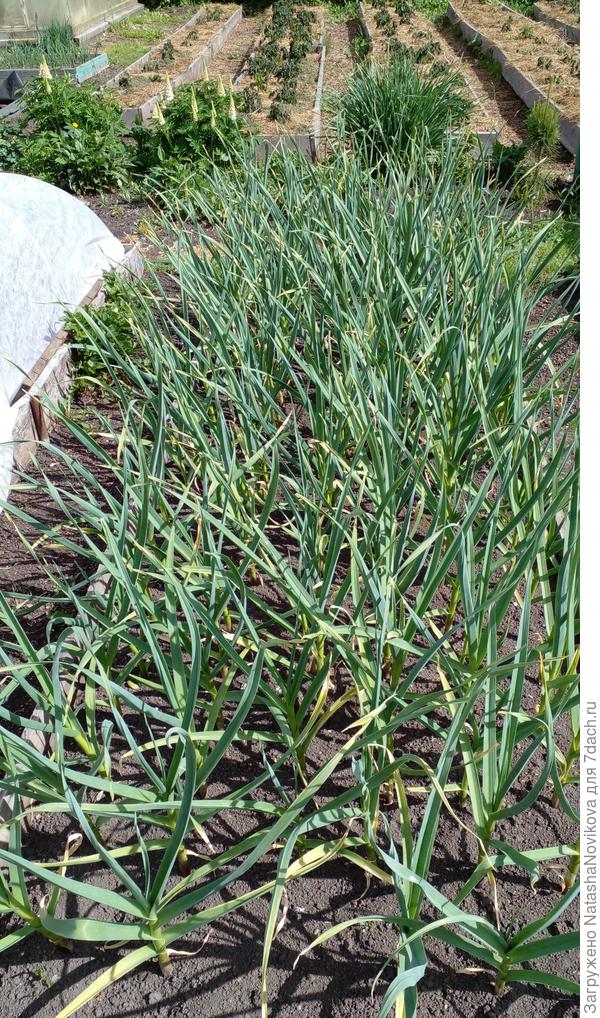 чуток картошки виднеется - фотать совсем не хочется ничего, и ещё две ночи обещают морозов((