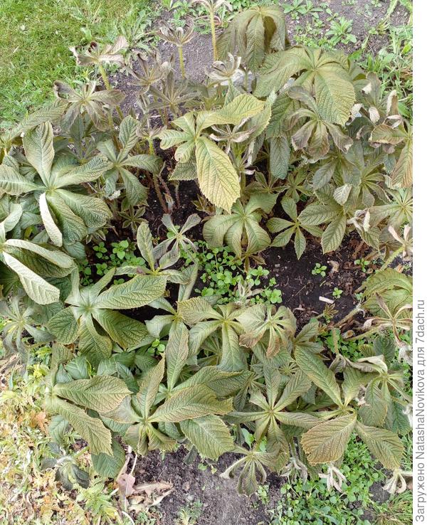 была роджерсия((