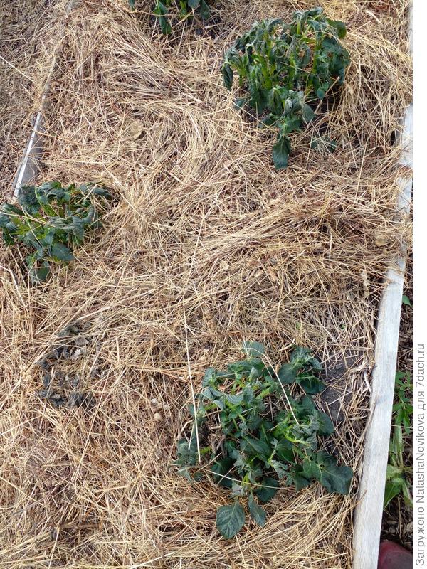 картошке швах((