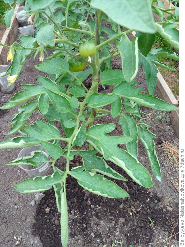 нижние листья сворачиваются в трубочку