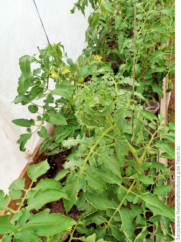 сегодня весь день пасмурно и дождик, но макушки вроде вянут