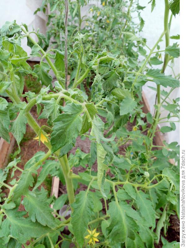 каждый сорт/гибрид ведёт себя по разному