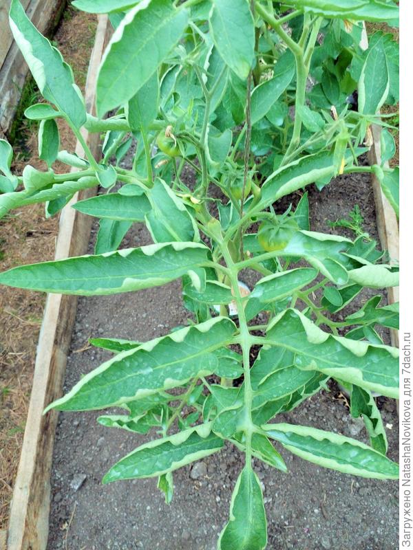 нижние листья начинают закручиться вверх, но не у всех сортов/гибридов