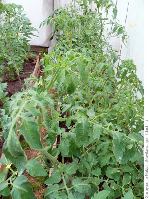 похоже на махровость макушек