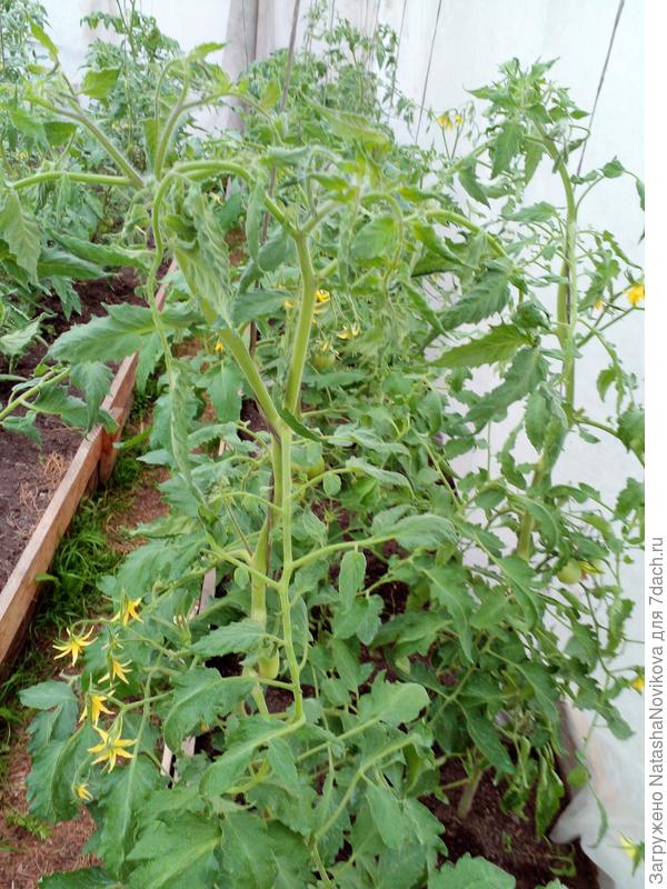 завязываются плохо