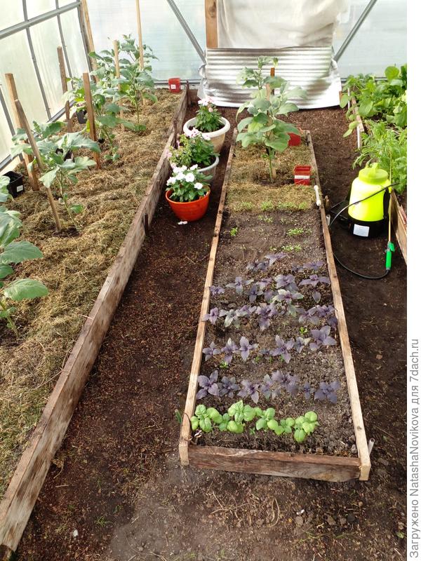 обработала всю теплицу, боковые укрывашки сняла и замочила в бочке с белизной,