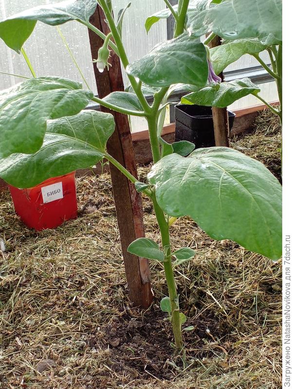 повреждённые листья удалила и в топку