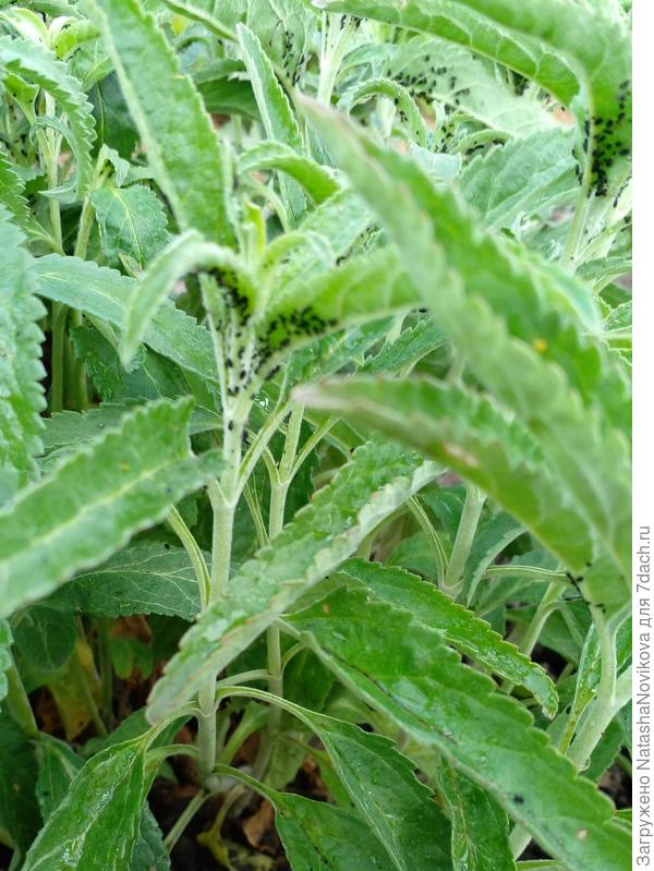 я прежде чем травить эту заразу палочкой постучала по веточкам и если бы эта тля была с крыльями - она должна была бы улететь, но она даже не шелохнулась, а вот муравьи врасыпную