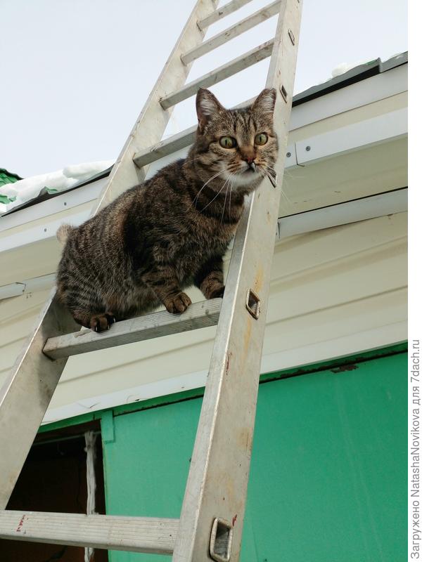 помогает снег скидывать :))