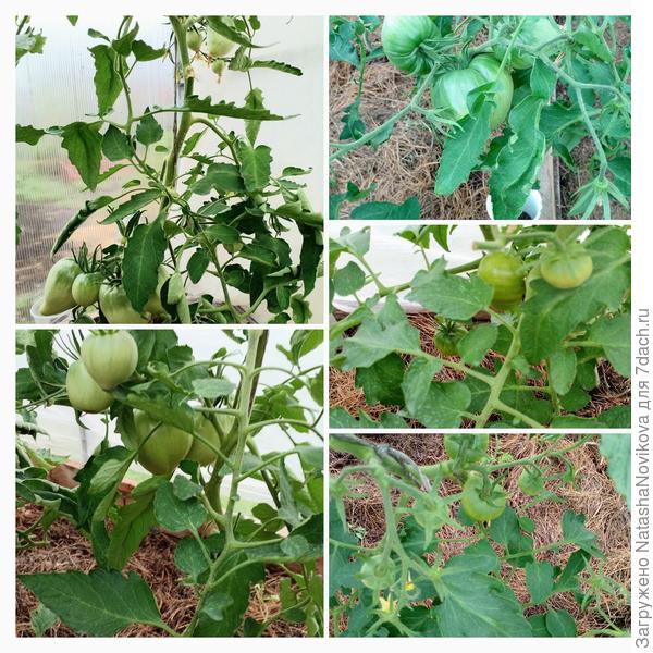 плодики вроде наливаются