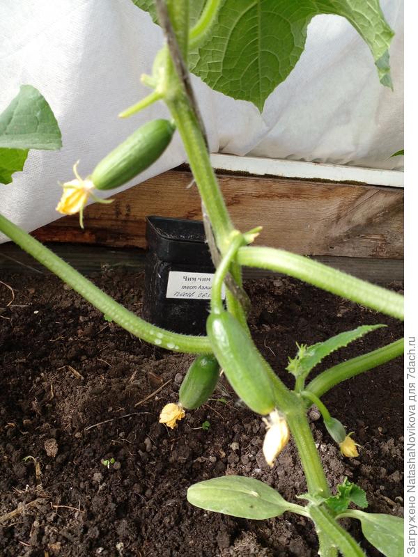 13 июня были такие крохи, пришли тёплые ночи и урожай)) созрел.