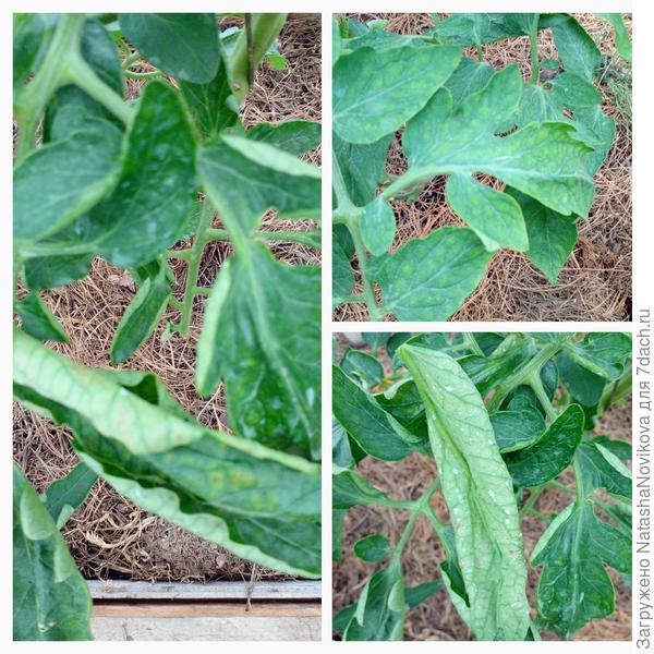 листья по прежнему скручиваются, но у всех гибридов