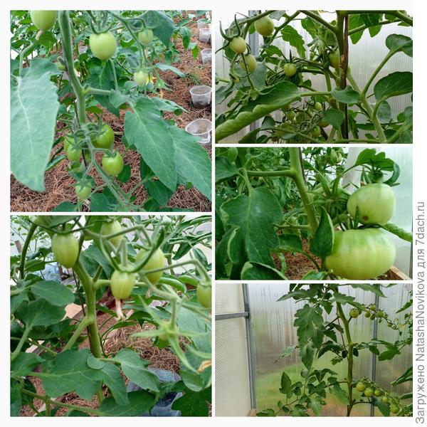 есть вроде вполне здоровые растения