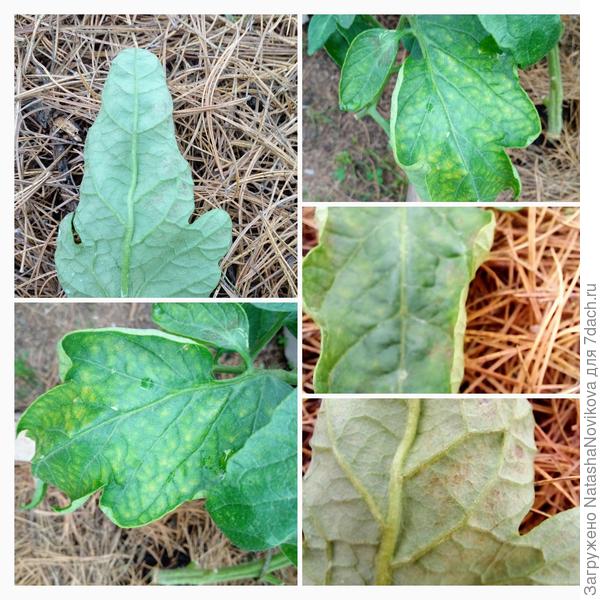 на некоторых кустах то же вроде нехватка микро элементов, на кладик не похоже, кислотность почвы 7 ед. видимо что то не усваивается