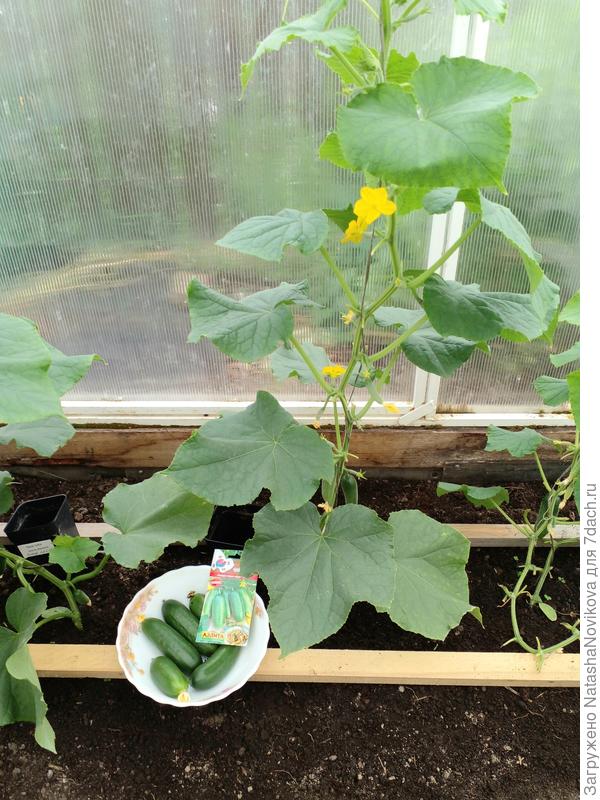 слева "ля мур" уже лежит