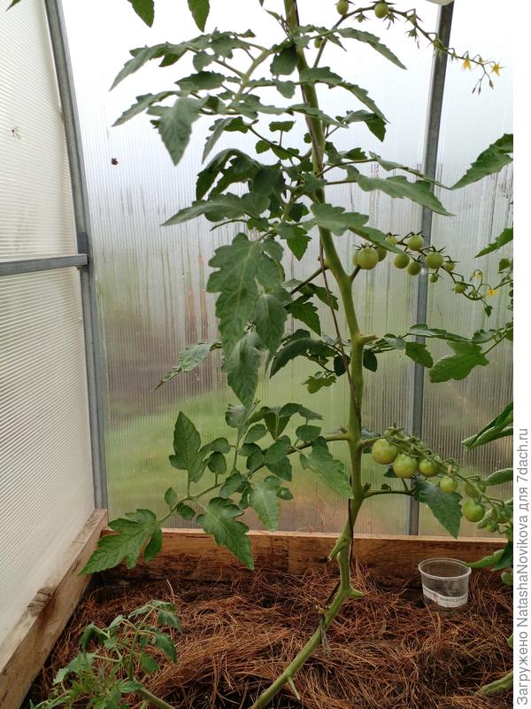 а этот самый стойкий - ни одного симптома болезни нет