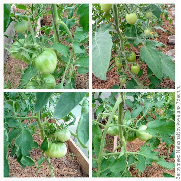 влажность в теплице 40%