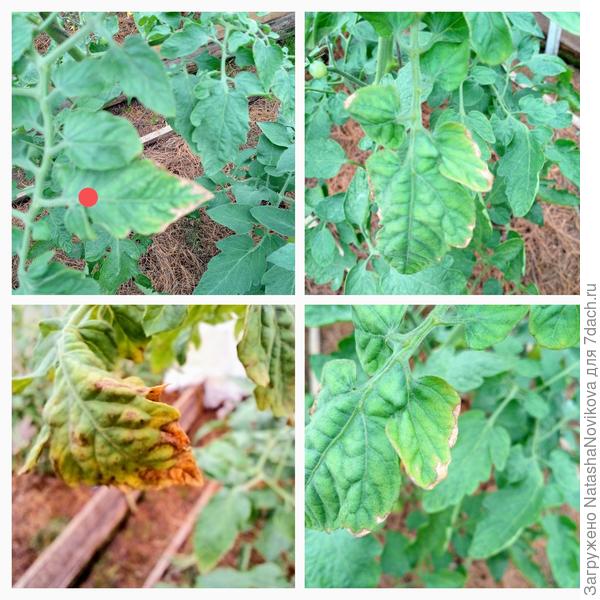 один из тестируемых томатов вот с такими листьями, думаю - нехватка магния