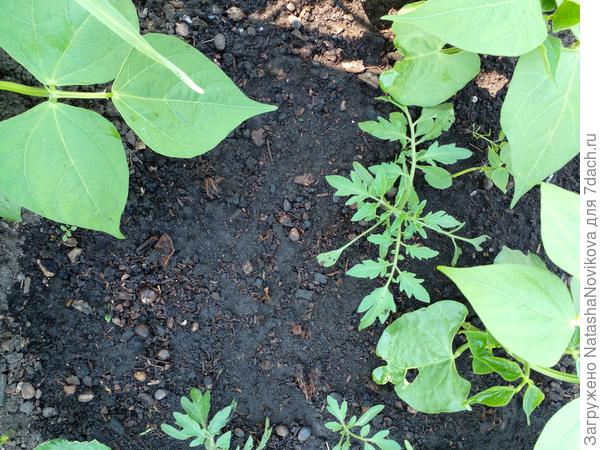 самосевочки мои