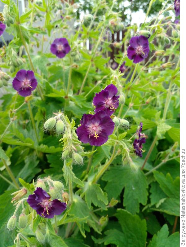 не прихотливость