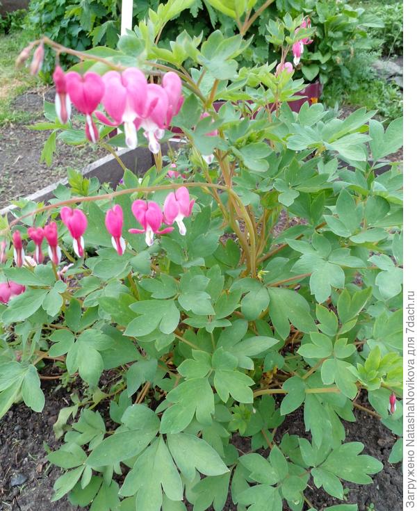 почти душевность))