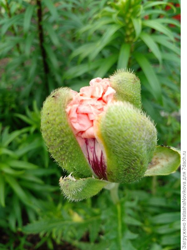 скоро я буду цветком