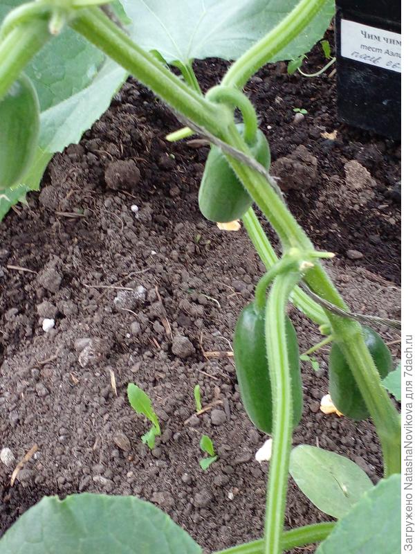 16 июня, за два до снятия первых плодовс наступлением тепла ринулись наливаться