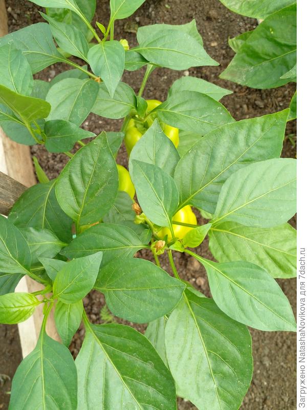 ровно неделя прошля после опрыскивания молоком, но сегодня холодно, подожду со следующия опрыскиванием