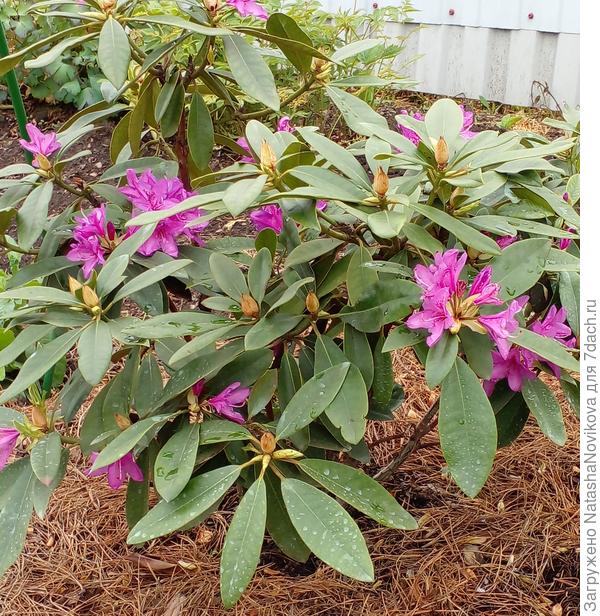 родик мёрз, мёрз - так и не может распуститься в полную силу