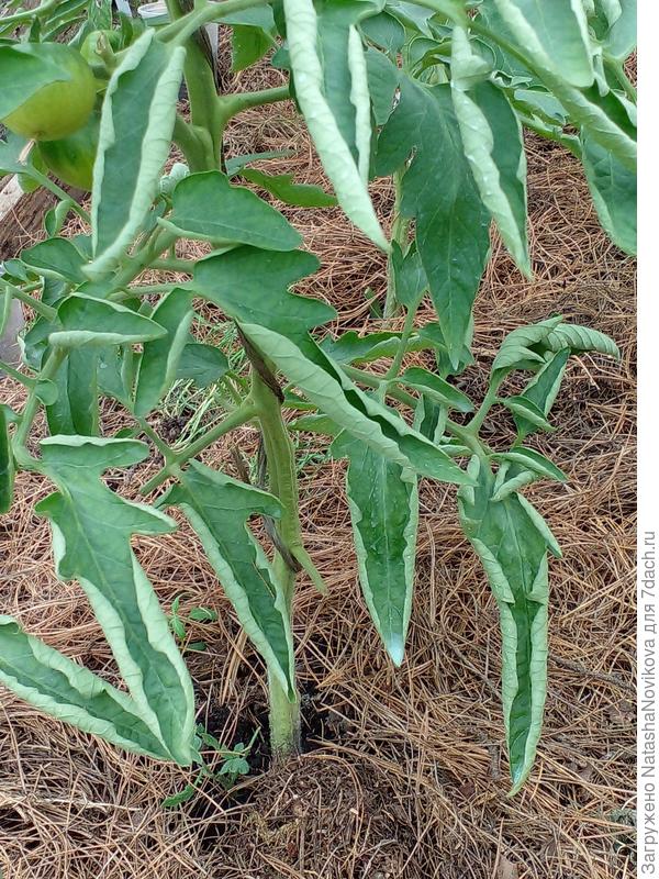 на листьях видны следы обработок, но они скручиваются в трубочку((