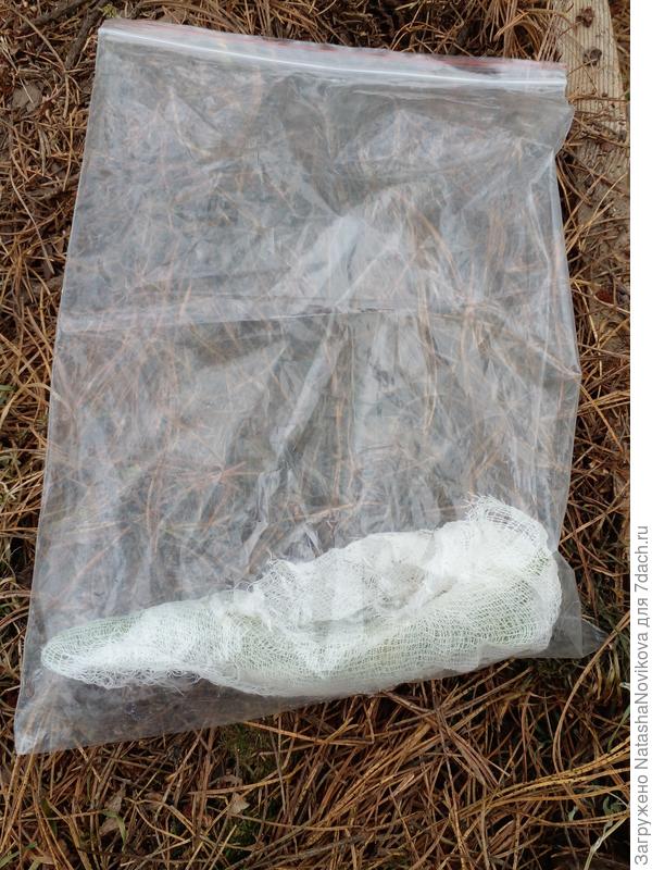 поместила в зип пакет, посмотрю что там прорастёт и прорастёт ли