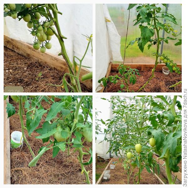 повреждённые болезнью листы срезала до первых кистей, выше повреждений очень мало