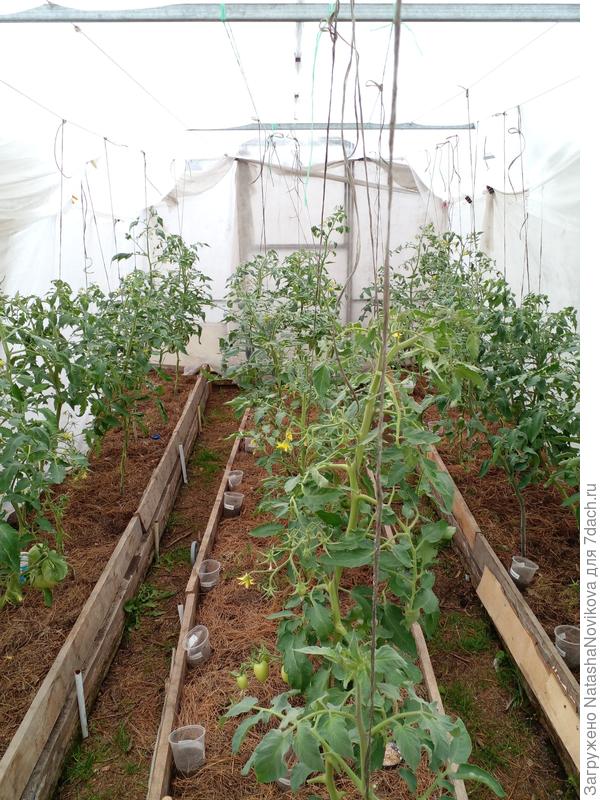 влажность в теплице 30% сухо