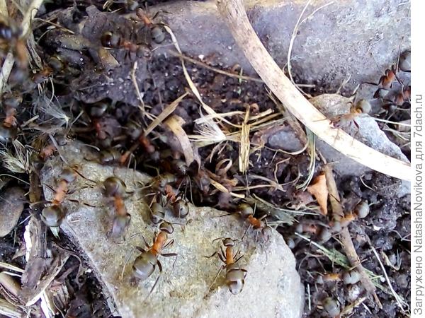 пока фотала на руки прыгали и на ноги(( прогнала карбофосом