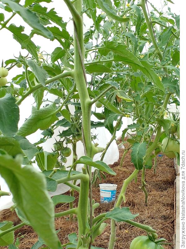 всё почистила, завтра повторю обработку фитолавином и опять по кругу - бту защита, фитоспорин и т.д.