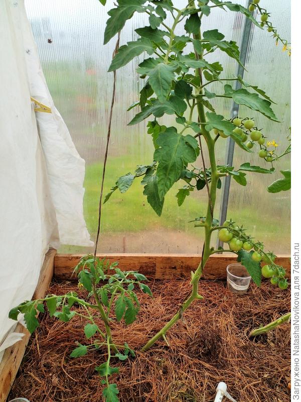 здесь оставила один пасынок от корня, кустик заболел одним из последних, видимо стойкий гибрид к кладику