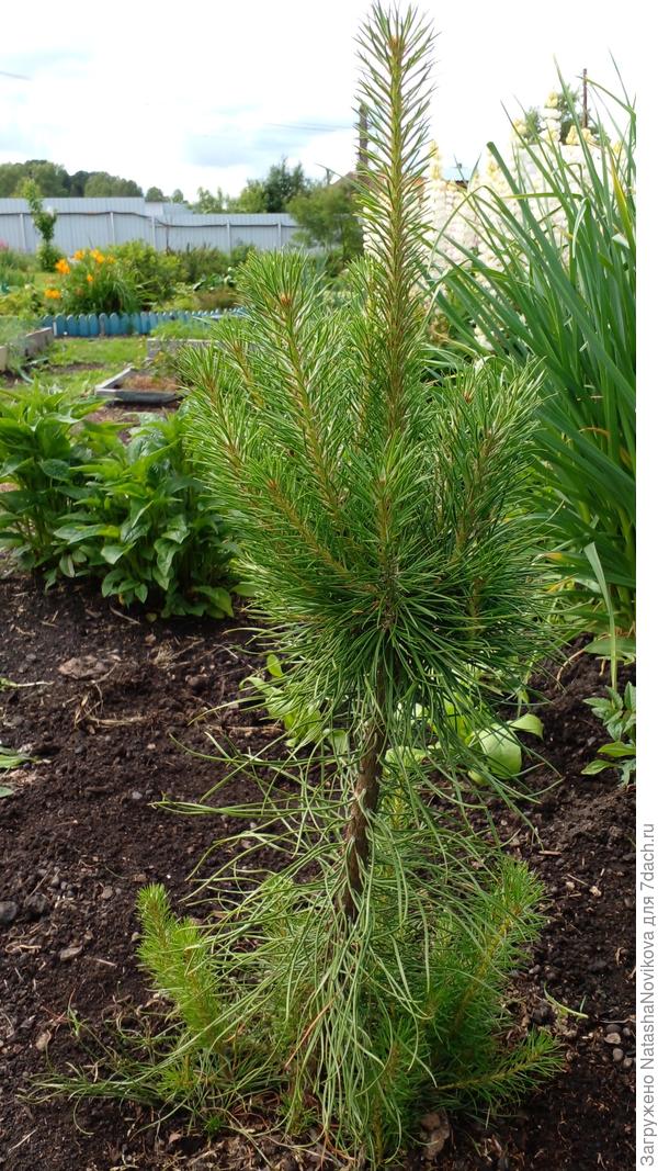 от корня пошли ещё веточки